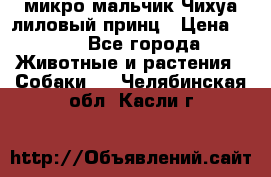 микро мальчик Чихуа лиловый принц › Цена ­ 90 - Все города Животные и растения » Собаки   . Челябинская обл.,Касли г.